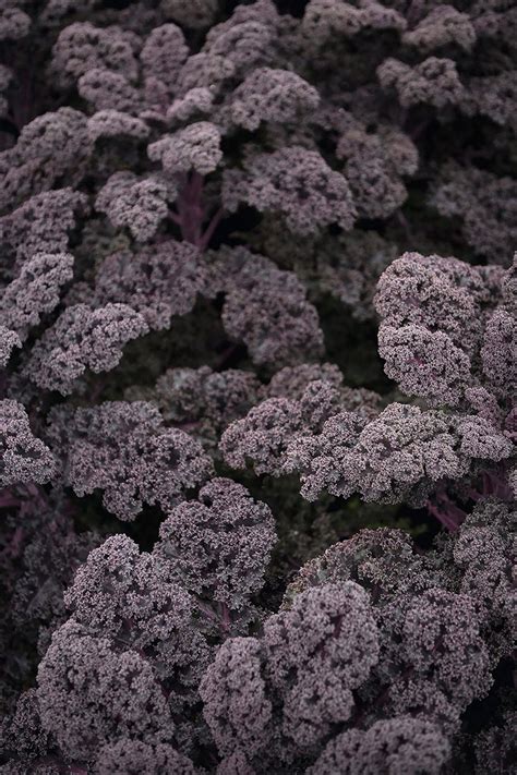 Redbor | Deep Roots Farm