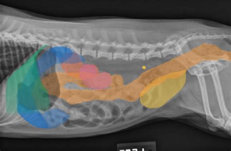 Left Lateral Canine Abdominal Organs On Radiograph Diagram Quizlet