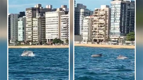 VÍDEO Golfinhos são vistos próximos à orla da Praia da Costa