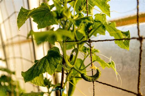 Plántulas De Pepino Que Crecen En El Invernadero Ecología Y Equilibrio Ecológico Cultivo Y