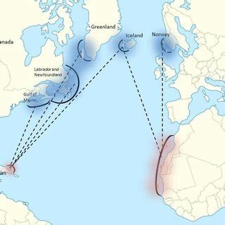 Migration patterns of humpback whales in the North Atlantic Ocean ...