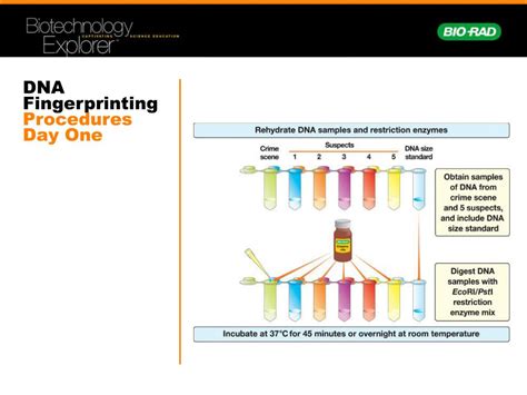 Ppt Forensic Dna Fingerprinting Using Restriction Enzymes Powerpoint