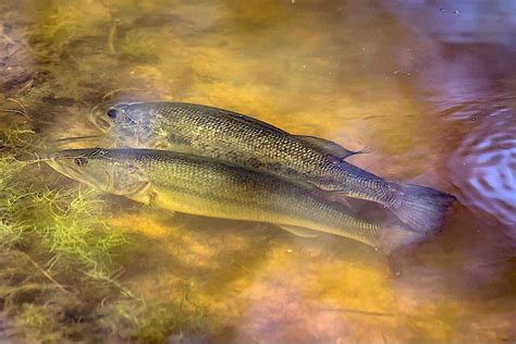 Mastering Pre Spawn Bass Fishing Tips Techniques And Secrets USAngler