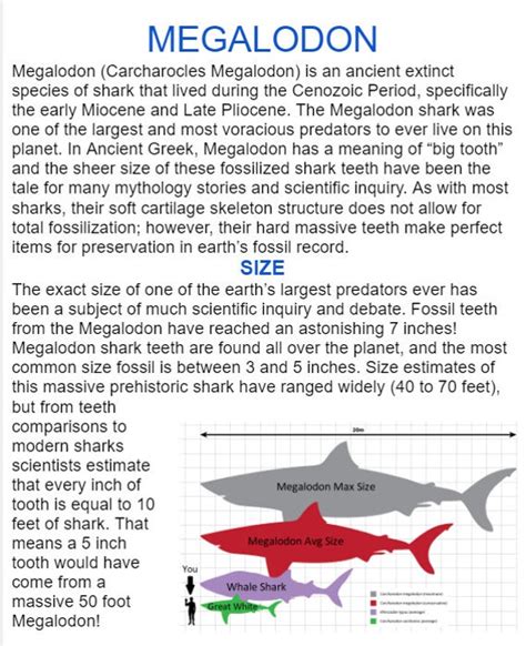 Megalodon Size Comparison Tooth