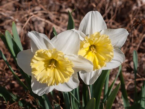 Narcissus tazetta (Narcissus)