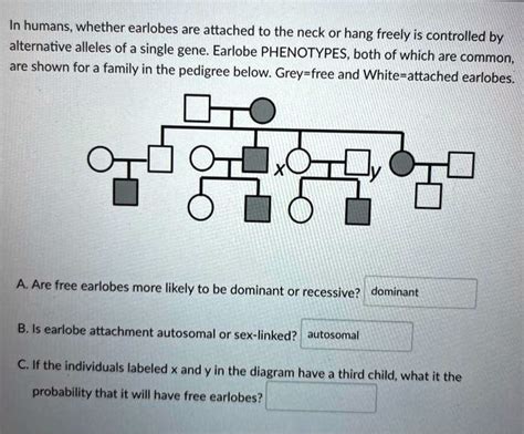 Solved In Humans Whether Earlobes Are Attached To The Neck Or Hang