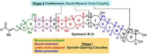 Total Synthesis Of The Marine Ladder Polyether Gymnocin B Journal Of