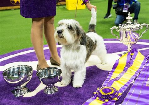 Dog named Buddy Holly is first of its breed to win Westminster show ...