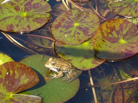 Frog Lily Leaves Water - Free photo on Pixabay - Pixabay