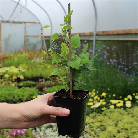 Buy Clematis Princess Kate - J Parker Dutch Bulbs