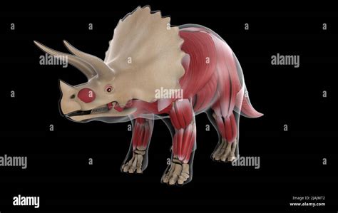 Sistema Muscular De Un Dinosaurio Triceratops Vista De Rayos X