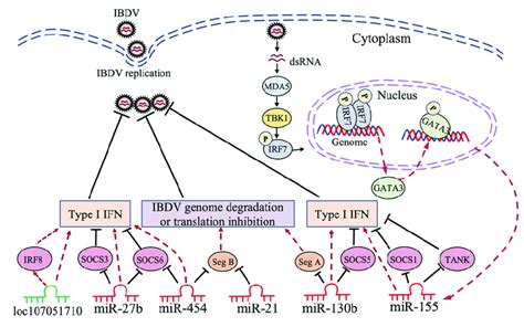 Schematic Diagram Of The Roles Of Non Coding Rna In Host Response To