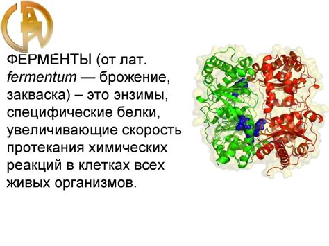 Ферменты, белковая природа ферментов, строение ферментов - презентация ...