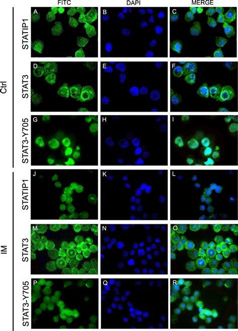 Immunofluorescence Analyses Of Stat Stat Y And Statip Proteins