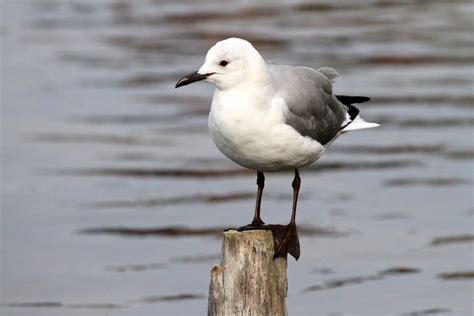 Hartlaub S Gull Wildlife Den South African And Australian Wildlife