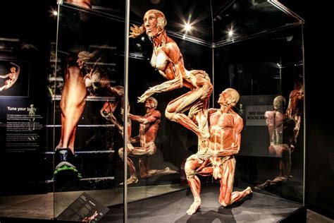 Body Worlds Amsterdam The Happiness Project Ticket