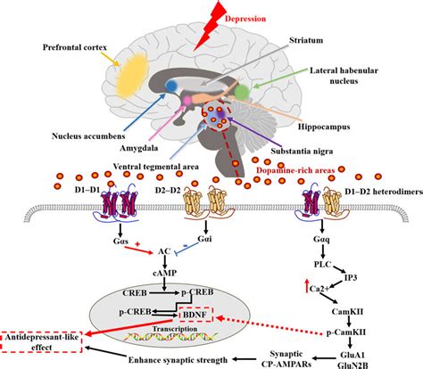 Frontiers Dopamine Receptors Is It Possible To Become A Therapeutic