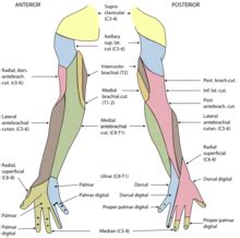 arm wikipedia