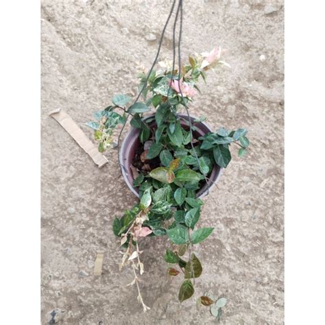 Asiatic Jasmine And Goldsummer Sunset Shopee Philippines