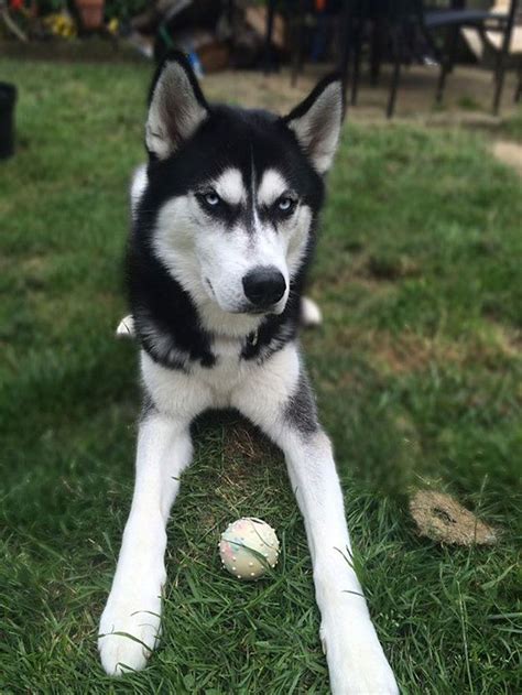 Owner pretends to throw ball and captures the exact moment dog realizes ...