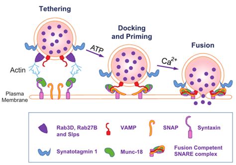 Exocytosis Steps