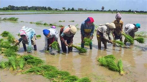 Paddy Sowing Takes A Hit Due To Uneven Monsoon Latest News India