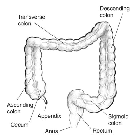 Large Intestine With Labels For The Appendix Cecum Ascending Colon Transverse Colon