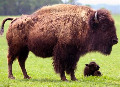 Holy Cow! There's a Bison Farm on Long Island | HuffPost