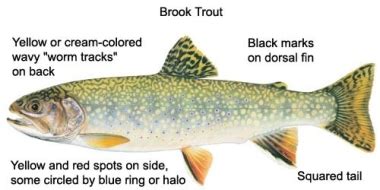 Bull trout identification guide | Oregon Department of Fish & Wildlife