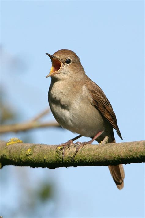 Common Nightingale - BirdForum Opus | BirdForum