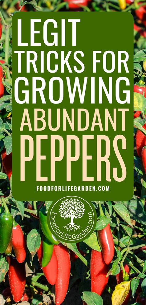 Best 13 Growing Peppers From Seeds To Harvest For Beginners – Artofit