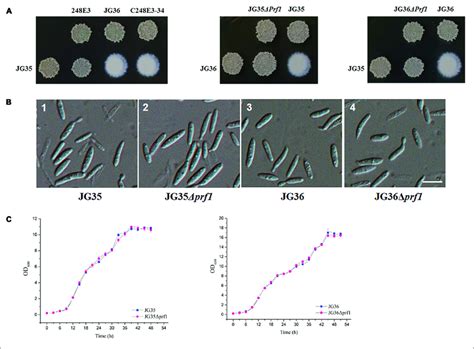 Characterization Of Ssprf Deletion Or Complementation Strains A