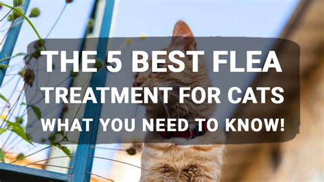 The 5 Best Flea Treatment for Cats: What You Need to Know! - Meowkai