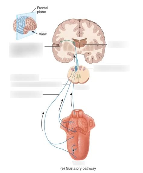 GUSTATORY PATHWAY Diagram | Quizlet