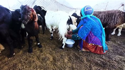 Nomadic Woman Milking A Goat Nomadic Life In Iran YouTube