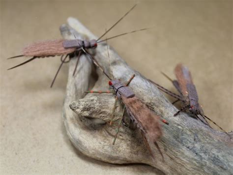 Foam Extended Abdomen Stonefly X Picture Of Stonefly From The Website