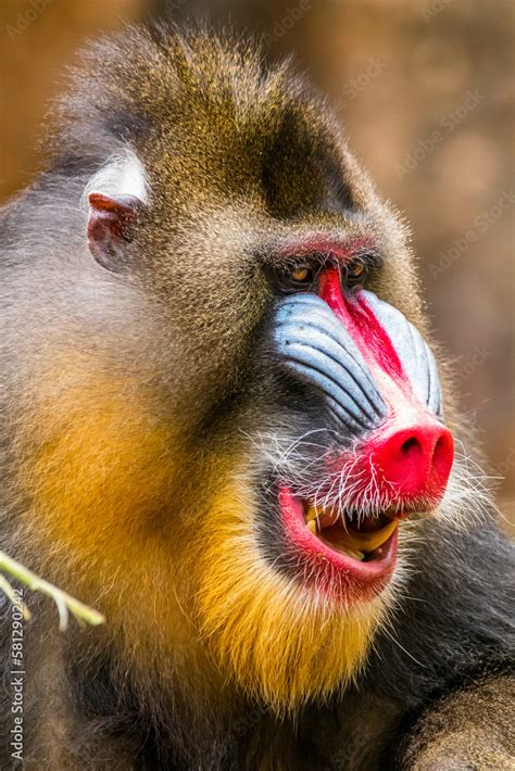 The mandrill (Mandrillus sphinx) are the wolrd's largest monkeys. They ...