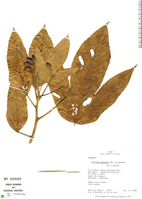 Pourouma guianensis Herbário Rapid Reference The Field Museum