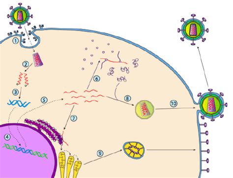 162 Viral Life Cycles Biology Libretexts