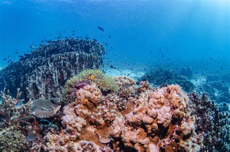 Adopt A Coral Coralku