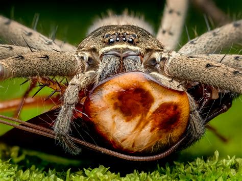 Tarantula In Close-up Photography · Free Stock Photo