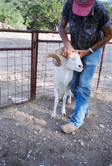 Exotic Trophy Sheep - Bar H Herndon Ranch