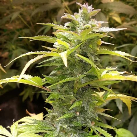 lemon og twistedtreeautoflowerscom