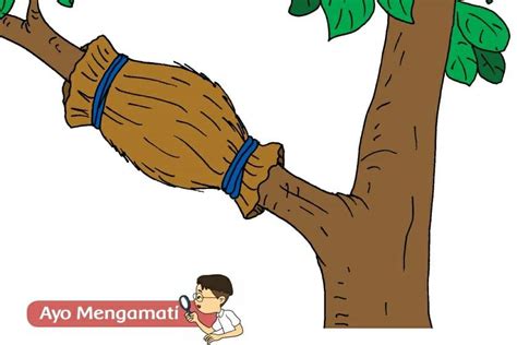 Detail Contoh Perkembangan Pada Tumbuhan Koleksi Nomer