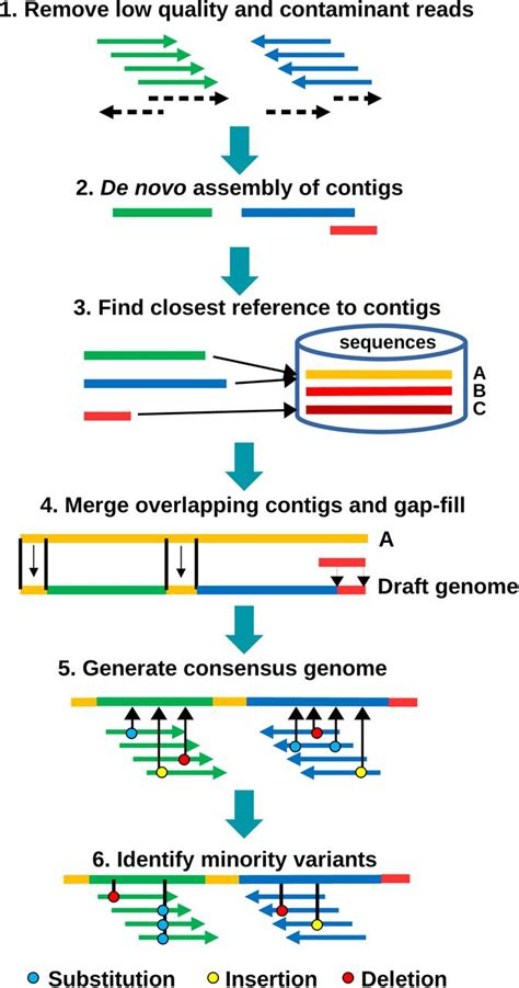 Timer Raccomandazione lento de novo genome assembly la zona Ingorgo ...