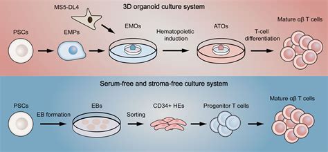 Frontiers Strategies For Overcoming Bottlenecks In Allogeneic Car T