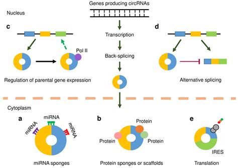 Functional Mechanisms Of Circular RNAs CircRNAs CircRNAs Like