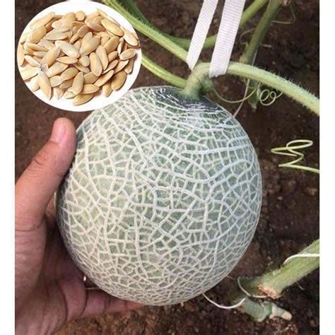 Hybrid Muskmelon Seed Pack Size 50 Kg Laher Seeds Id 20332139988