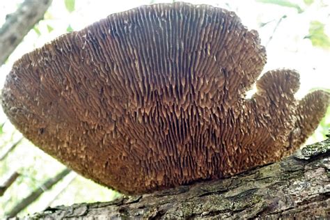 Shelf Fungi From Golden Grove Trinidad And Tobago On June At