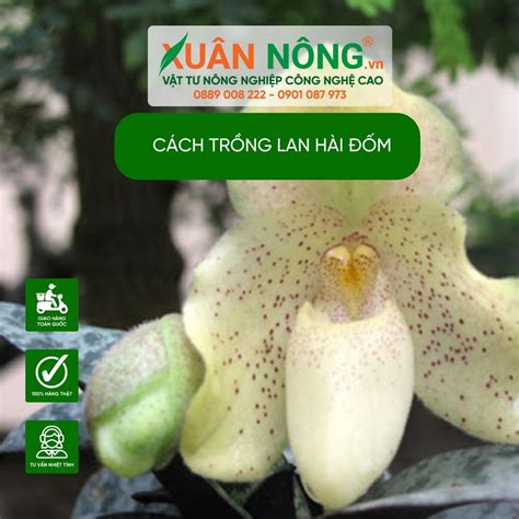 Cách trồng Lan Hài Đốm năng suất cao 